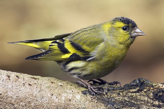 Grönsiska (Spinus spinus) — foto