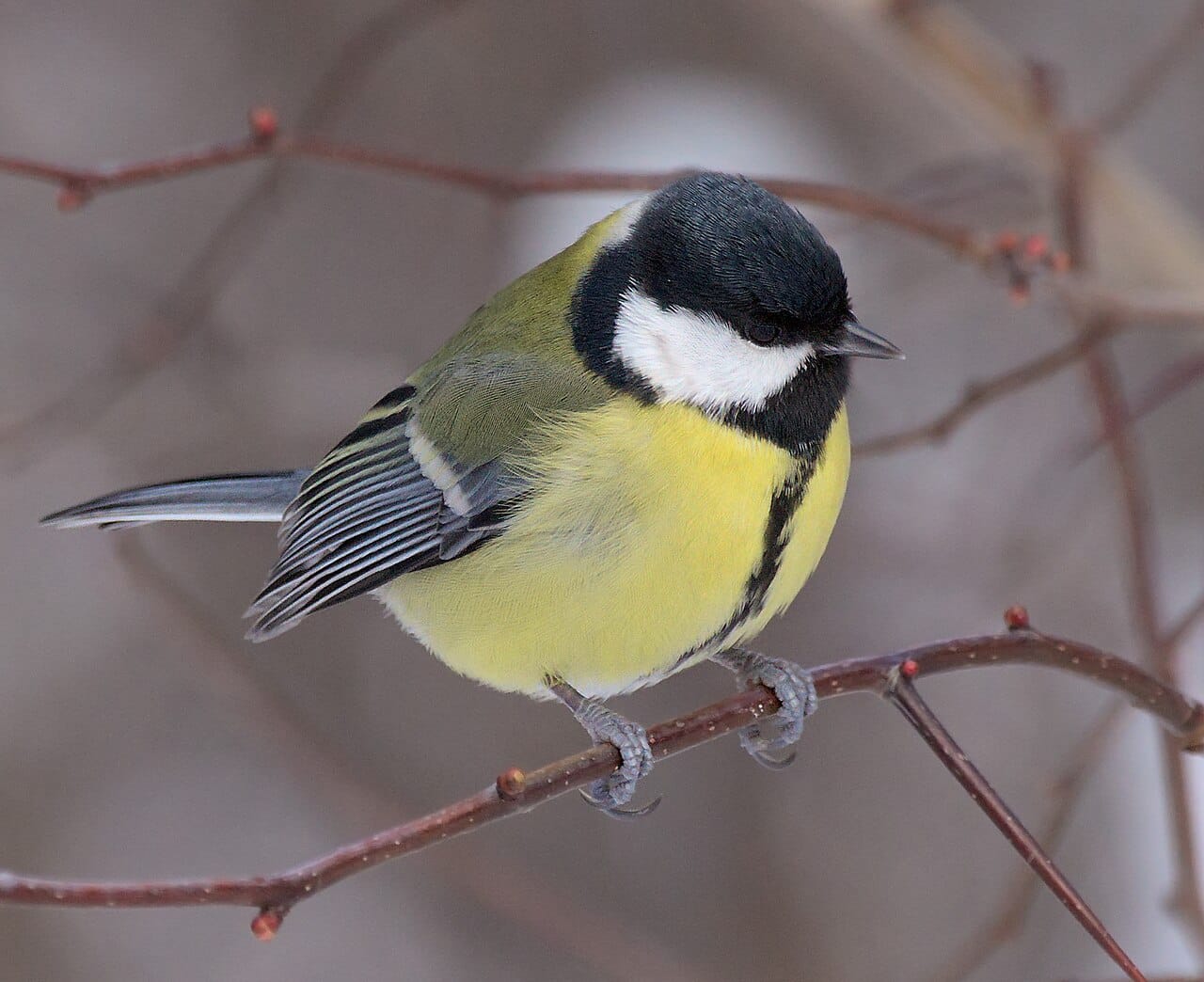 Talgoxe (Parus major) — foto