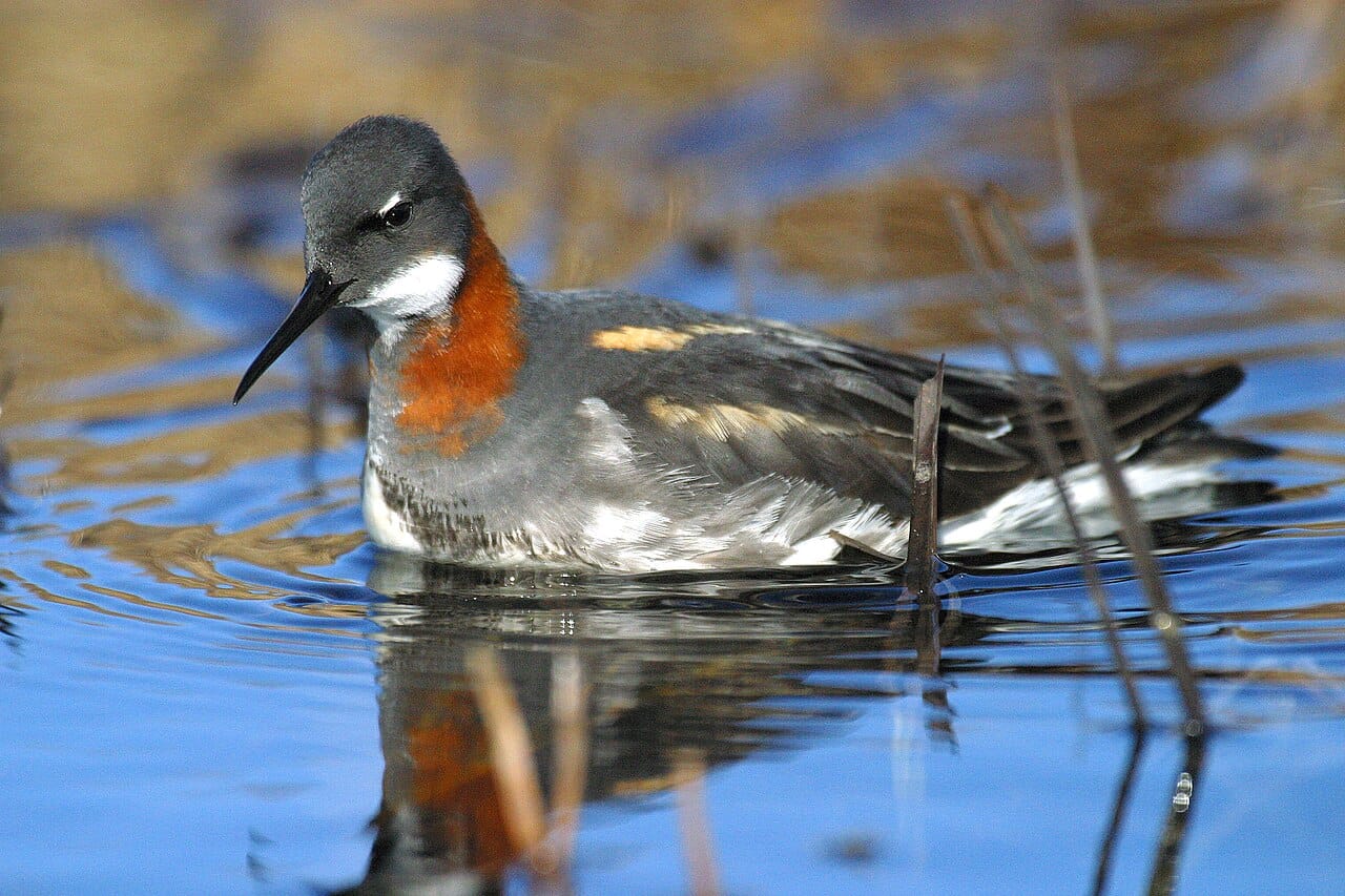 Smalnäbbad simsnäppa (Phalaropus lobatus) — foto