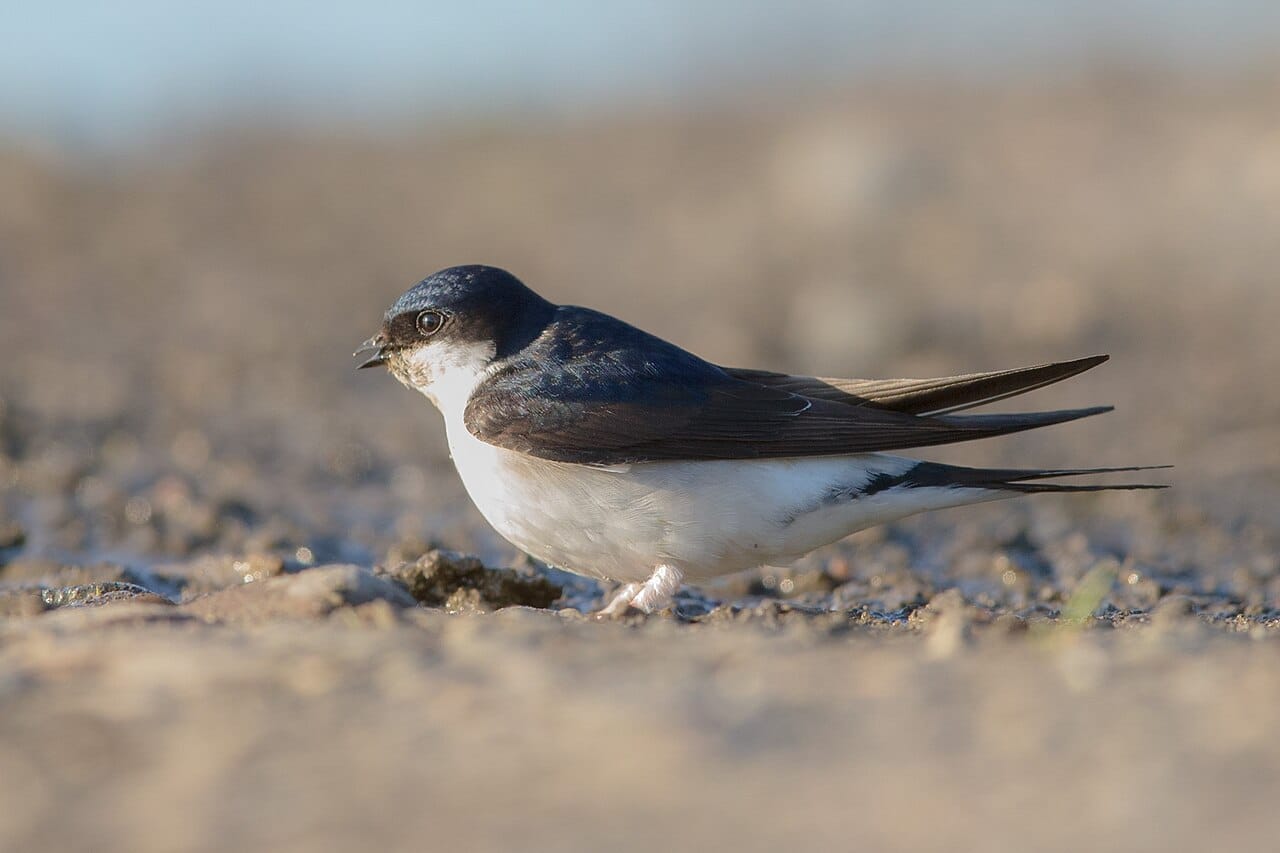 Hussvala (Delichon urbicum) — foto