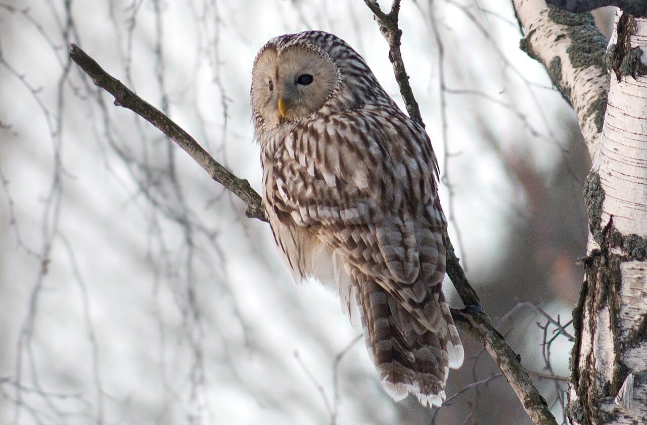 Slaguggla (Strix uralensis) — foto