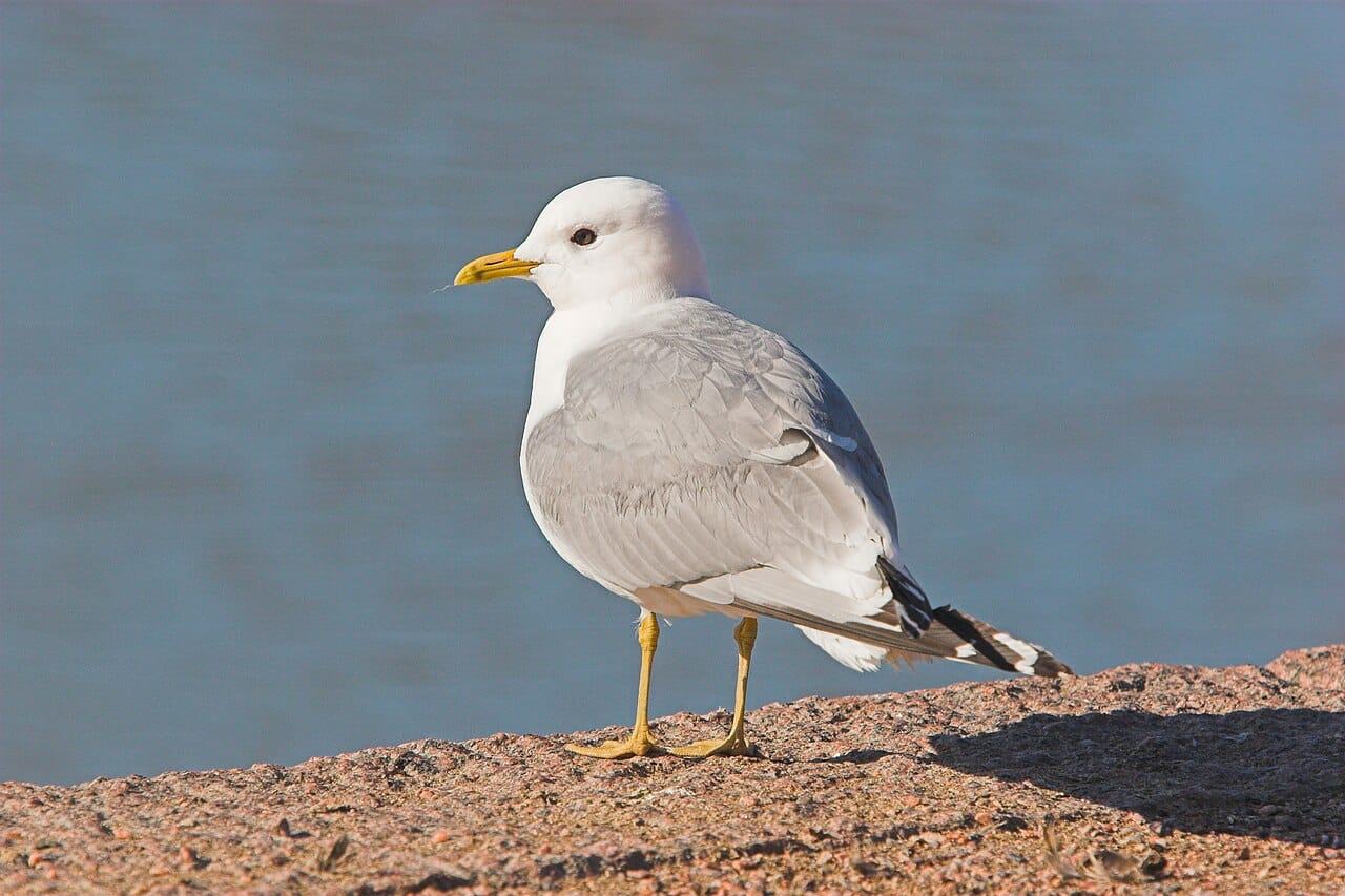 Fiskmås (Larus canus) — foto