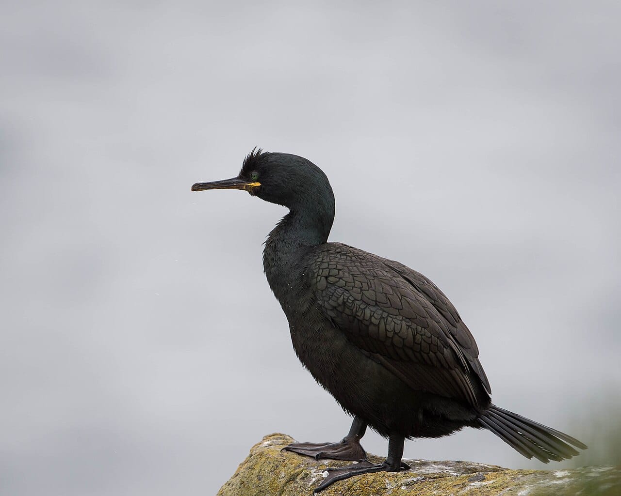 Toppskarv (Gulosus aristotelis) — foto