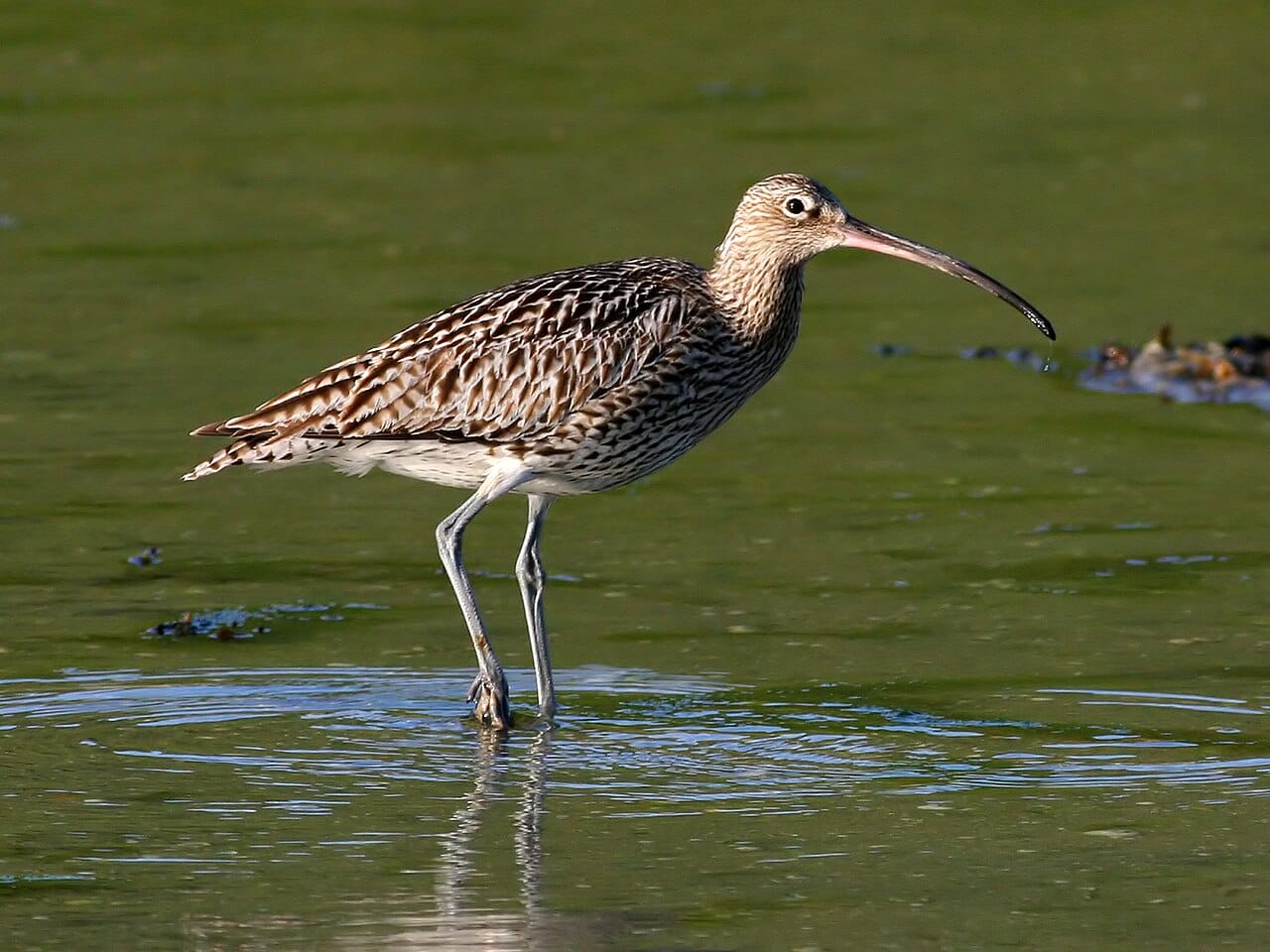 Storspov (Numenius arquata) — foto