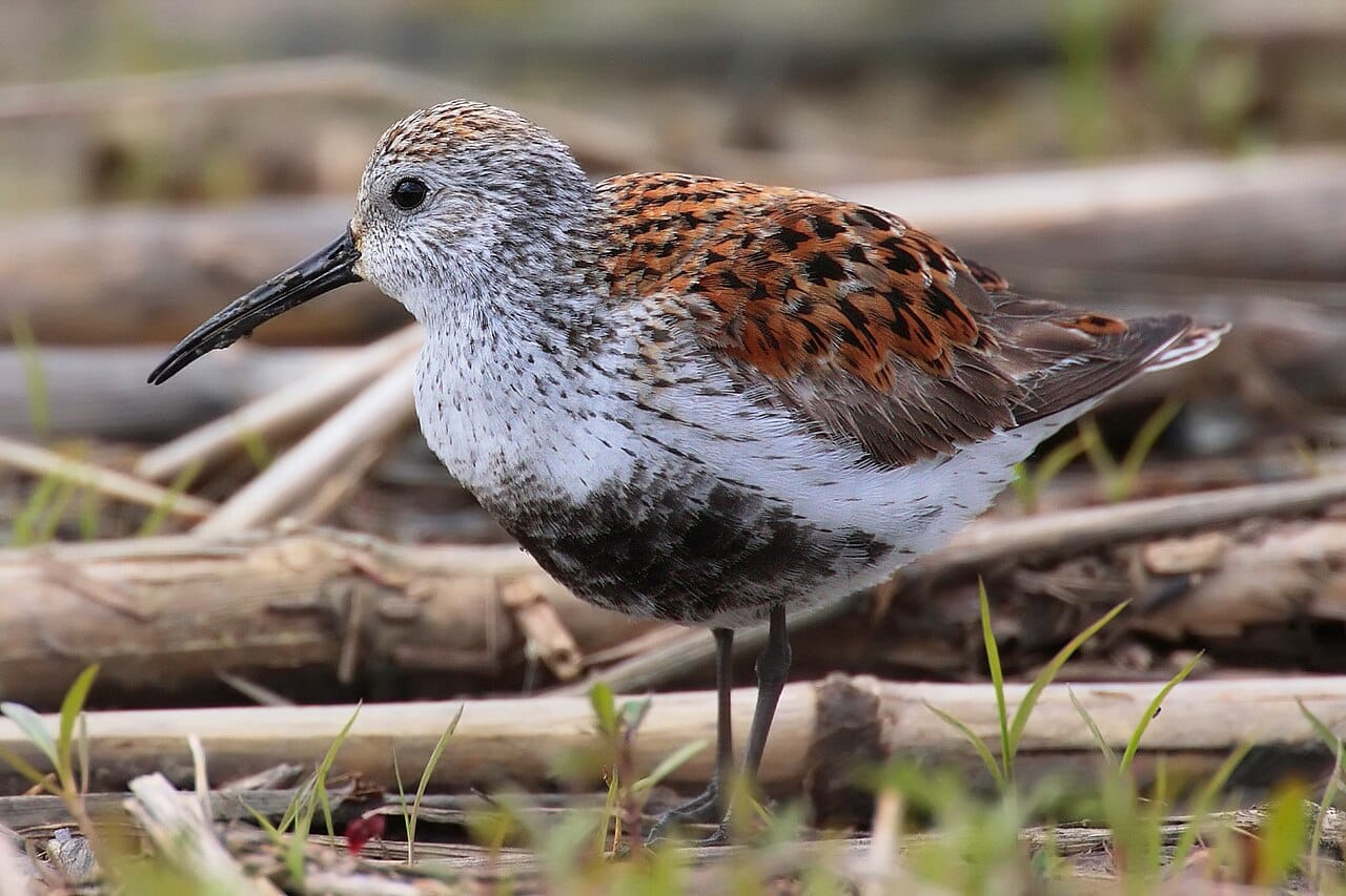 Sydlig kärrsnäppa (Calidris alpina schinzii) — foto
