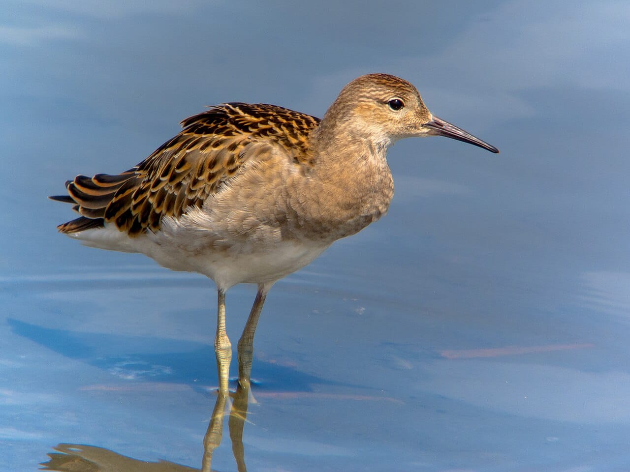 Brushane (Calidris pugnax) — foto