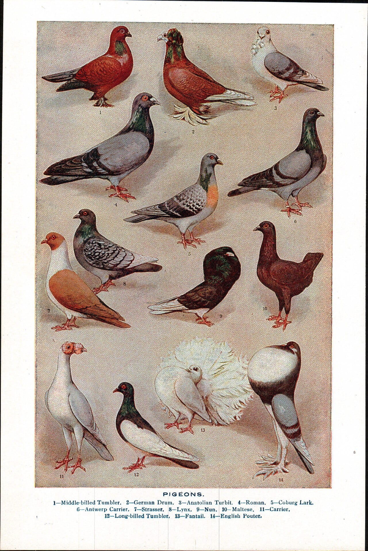Tamduva (Columba livia domestica) — foto