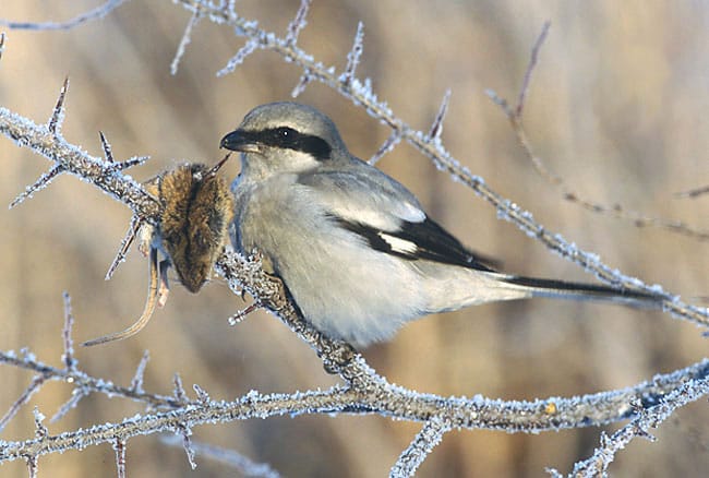Varfågel (Lanius excubitor) — foto