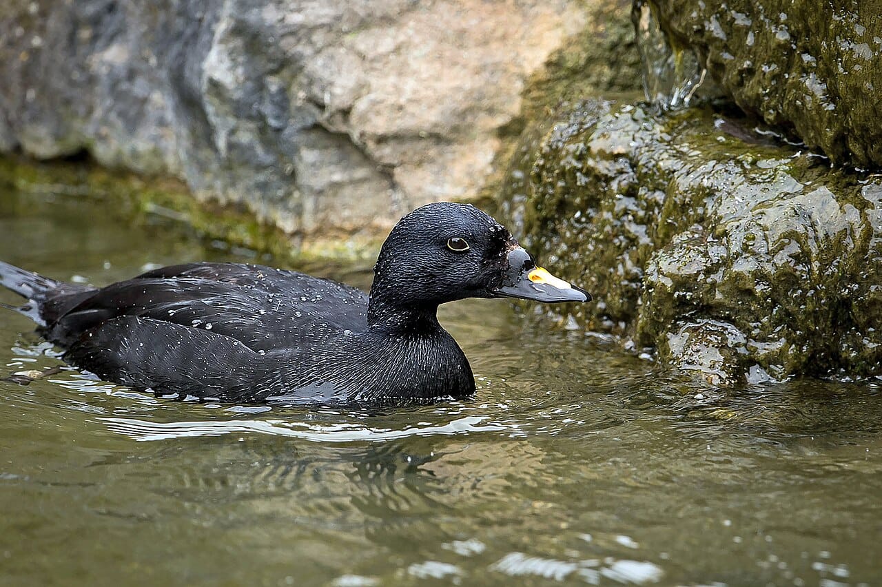 Sjöorre (Melanitta nigra) — foto