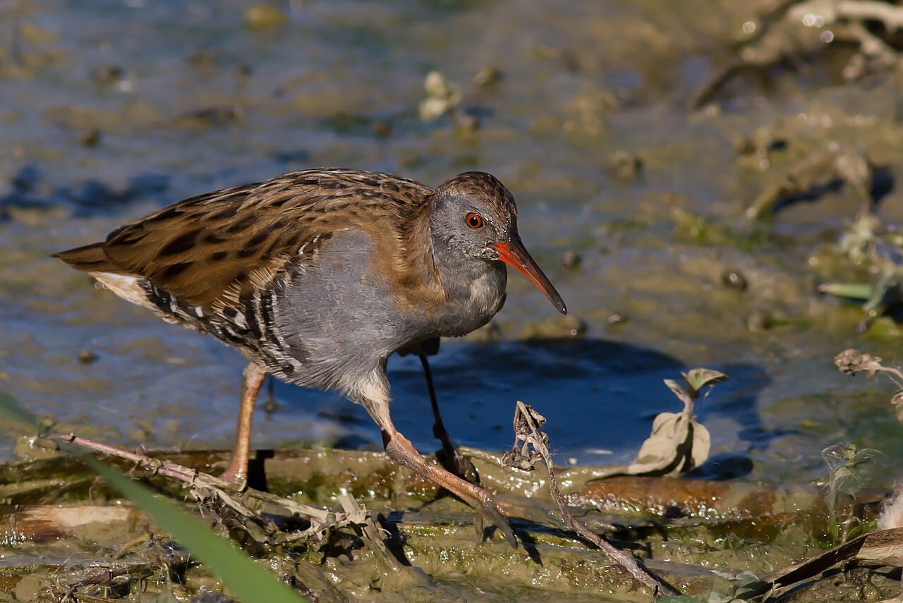 Vattenrall (Rallus aquaticus) — foto