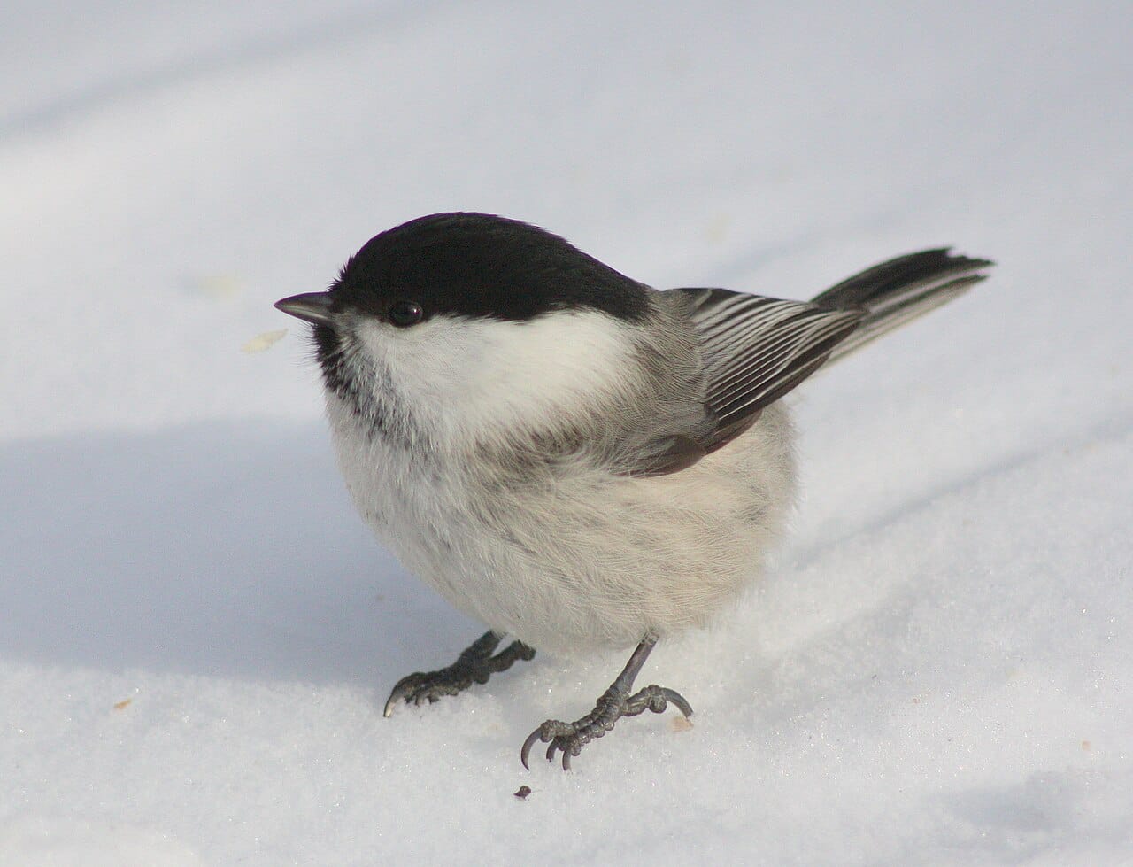 Talltita (Poecile montanus) — foto