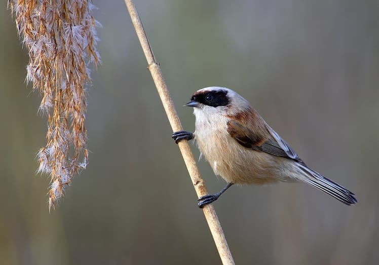 Pungmes (Remiz pendulinus) — foto