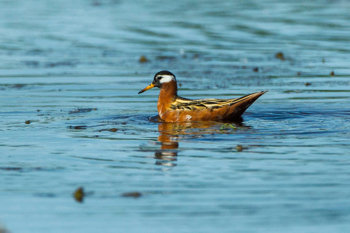 Brednäbbad simsnäppa (Phalaropus fulicarius) — foto