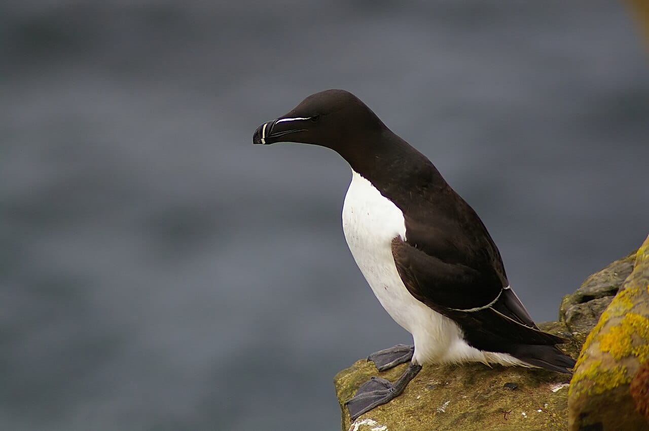 Tordmule (Alca torda) — foto