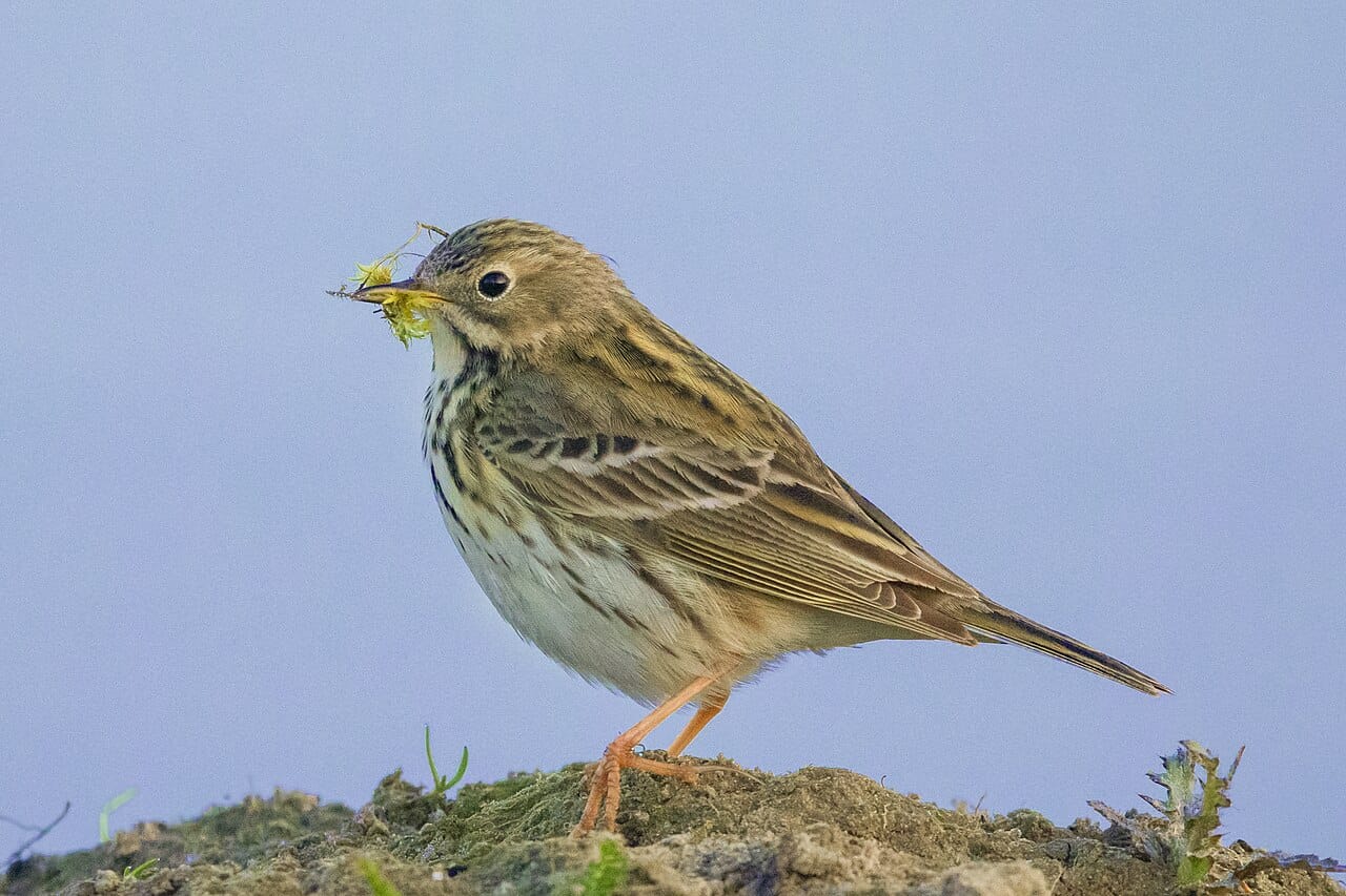 Ängspiplärka (Anthus pratensis) — foto