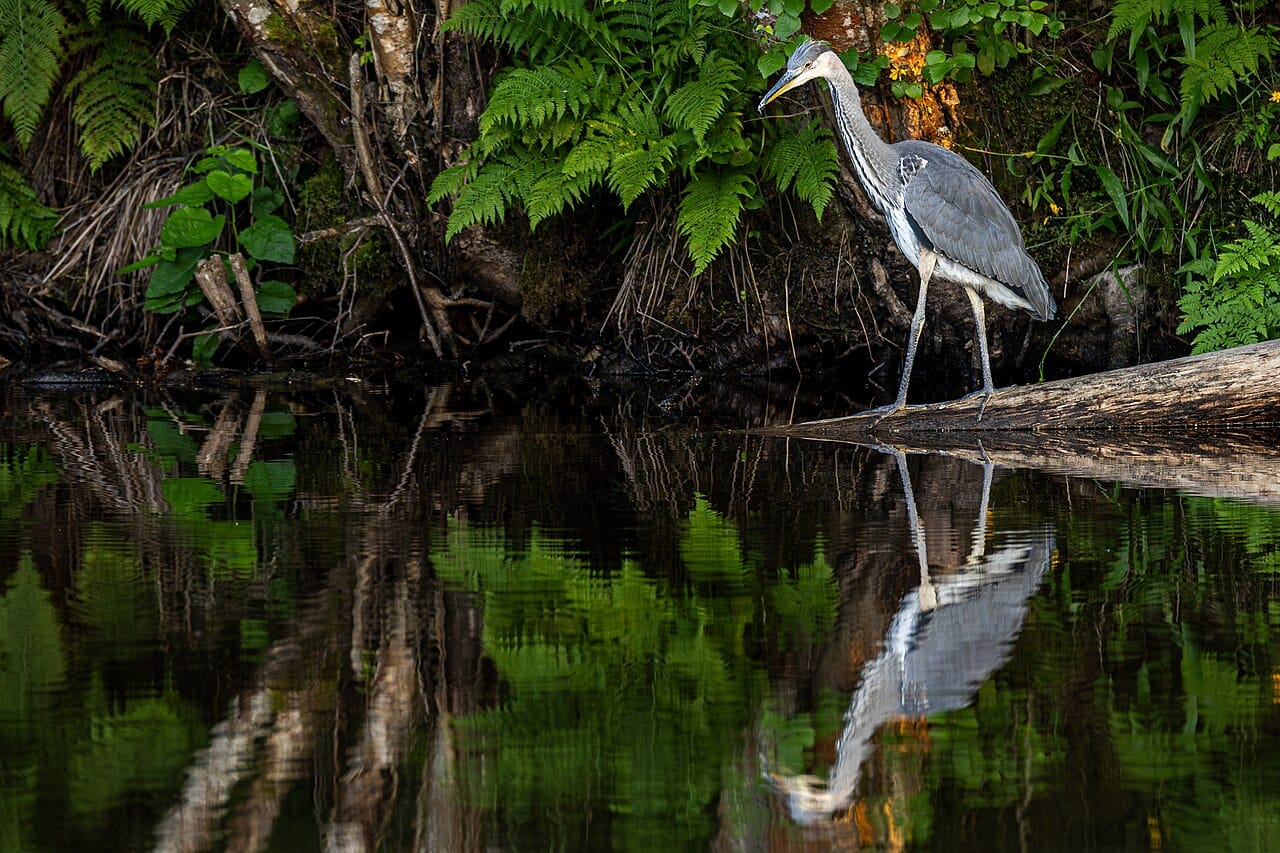 Gråhäger (Ardea cinerea) — foto