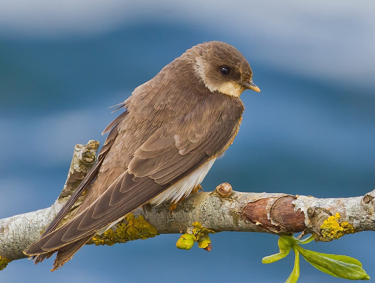 Backsvala (Riparia riparia) — foto