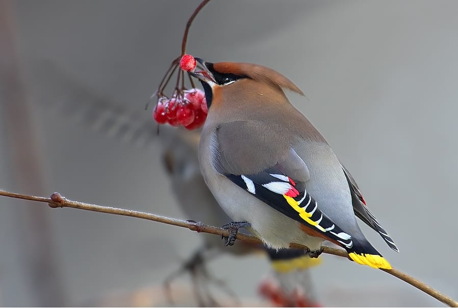 Sidensvans (Bombycilla garrulus) — foto