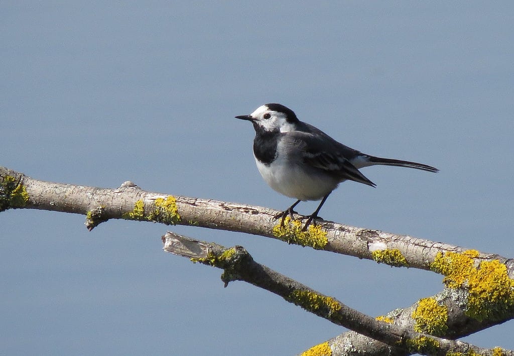 Sädesärla (Motacilla alba) — foto