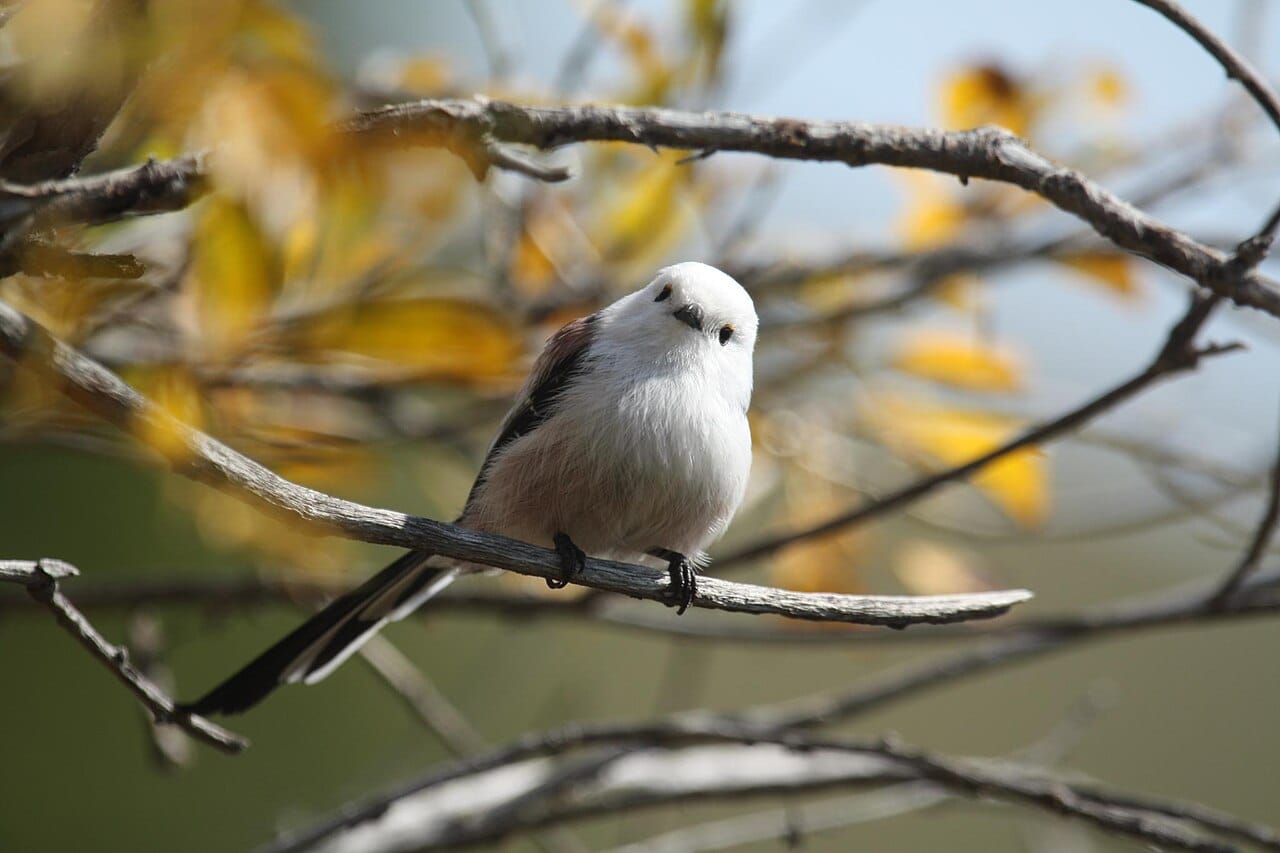 Stjärtmes (Aegithalos caudatus) — foto