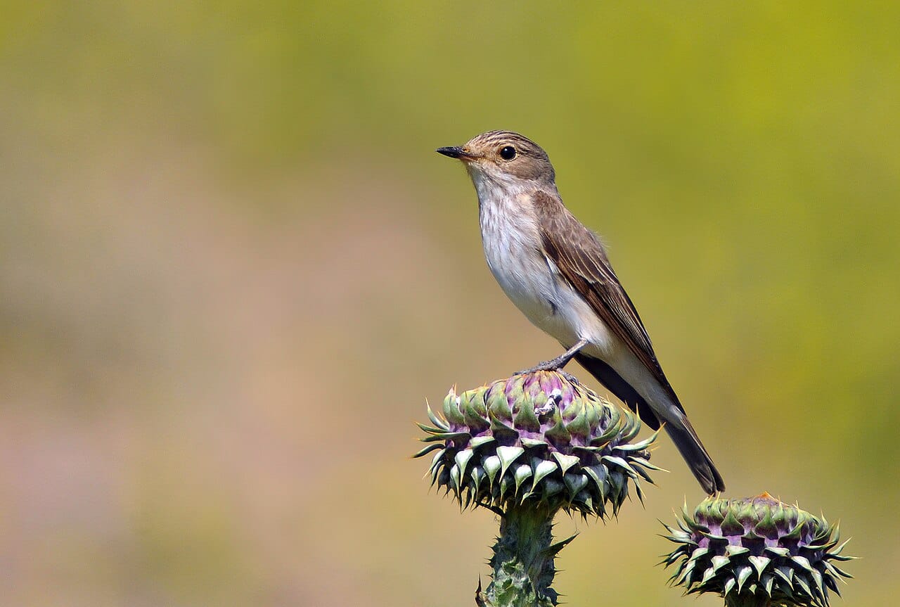 Grå flugsnappare (Muscicapa striata) — foto