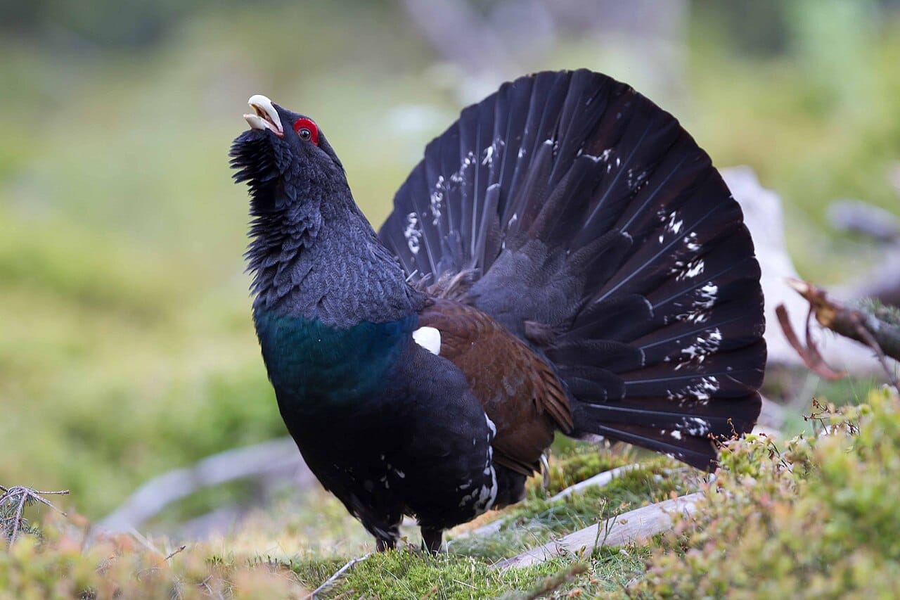 Tjäder (Tetrao urogallus) — foto