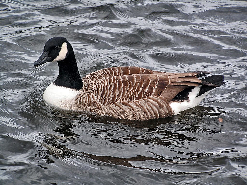 Kanadagås (Branta canadensis) — foto