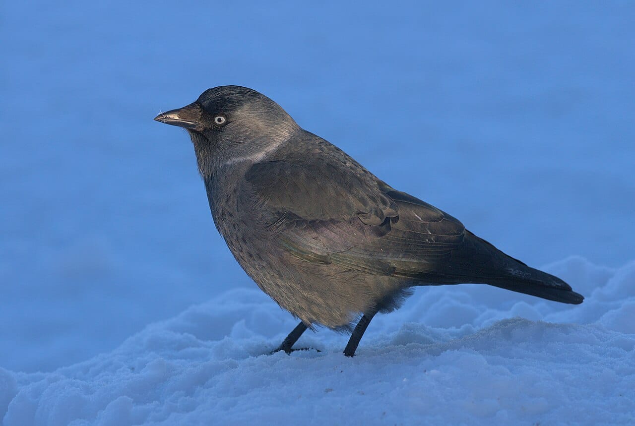 Kaja (Coloeus monedula) — foto