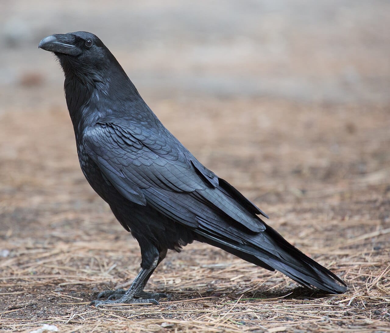 Korp (Corvus corax) — foto