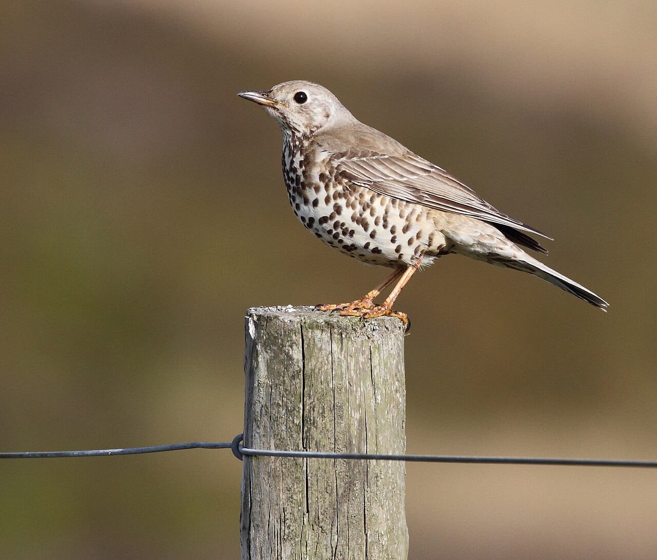 Dubbeltrast (Turdus viscivorus) — foto