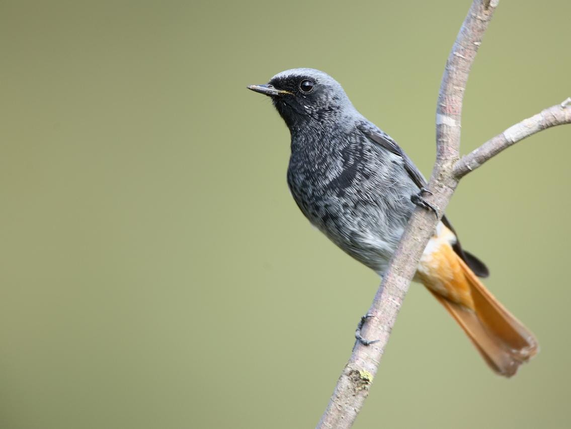 Svart rödstjärt (Phoenicurus ochruros) — foto