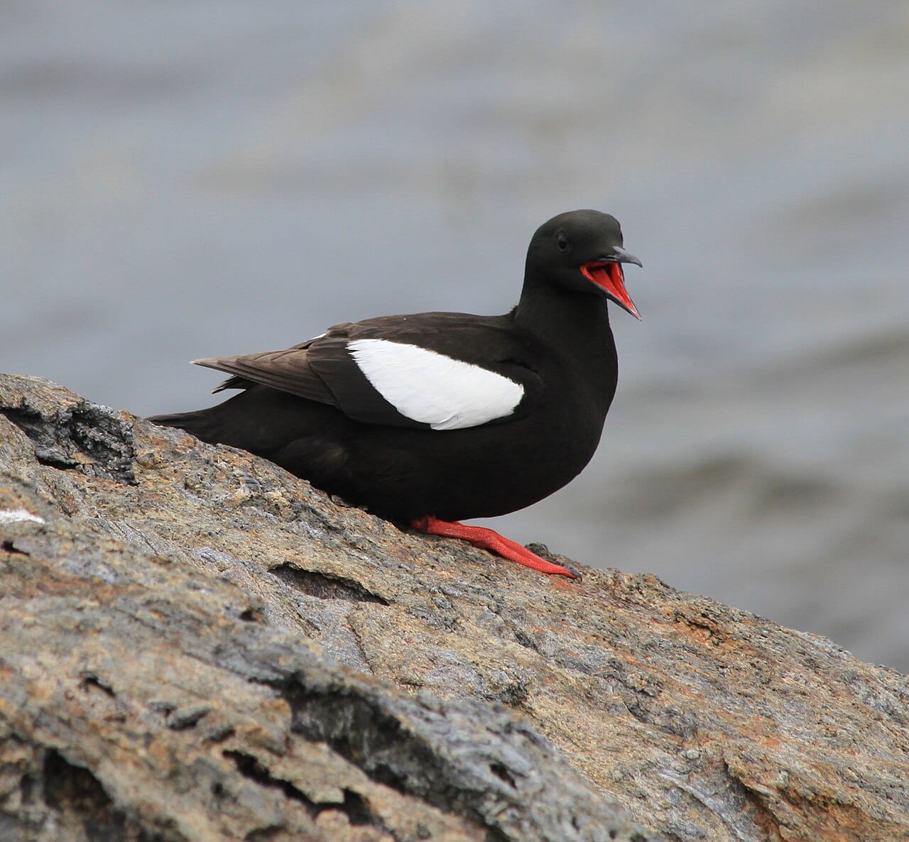 Tobisgrissla (Cepphus grylle) — foto