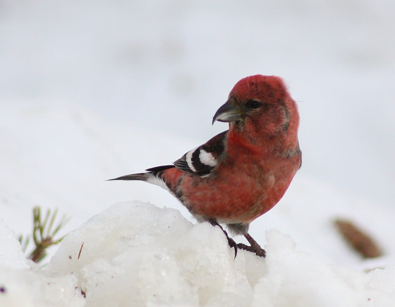 Bändelkorsnäbb (Loxia leucoptera) — foto