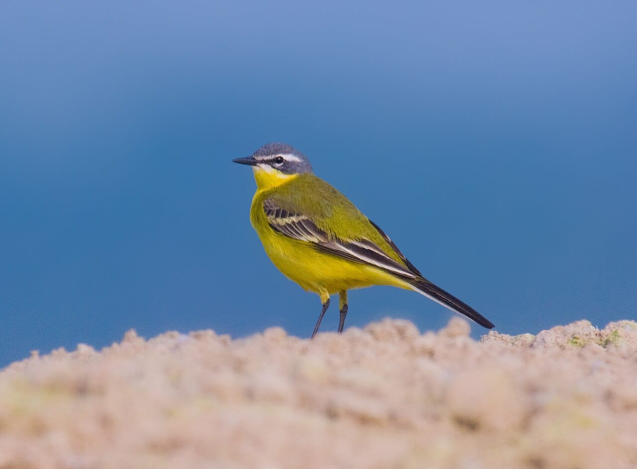 Gulärla (Motacilla flava) — foto