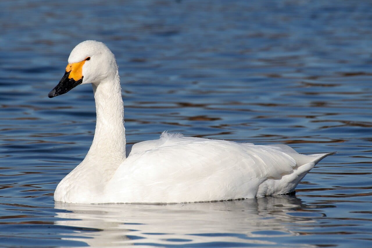 Mindre sångsvan (Cygnus columbianus) — foto