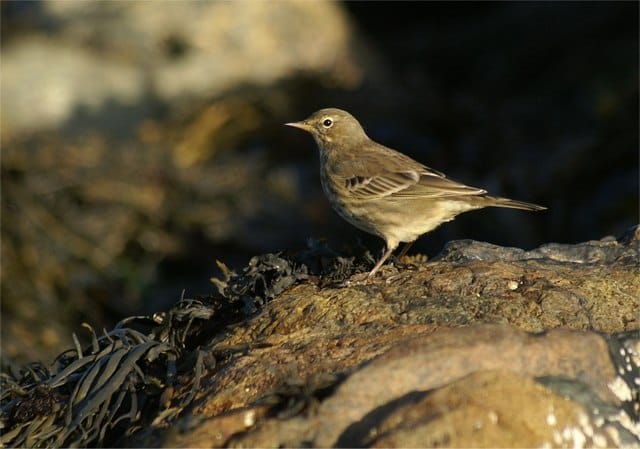 Skärpiplärka (Anthus petrosus) — foto