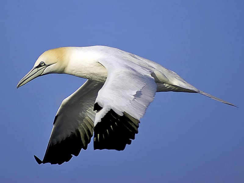 Havssula (Morus bassanus) — foto