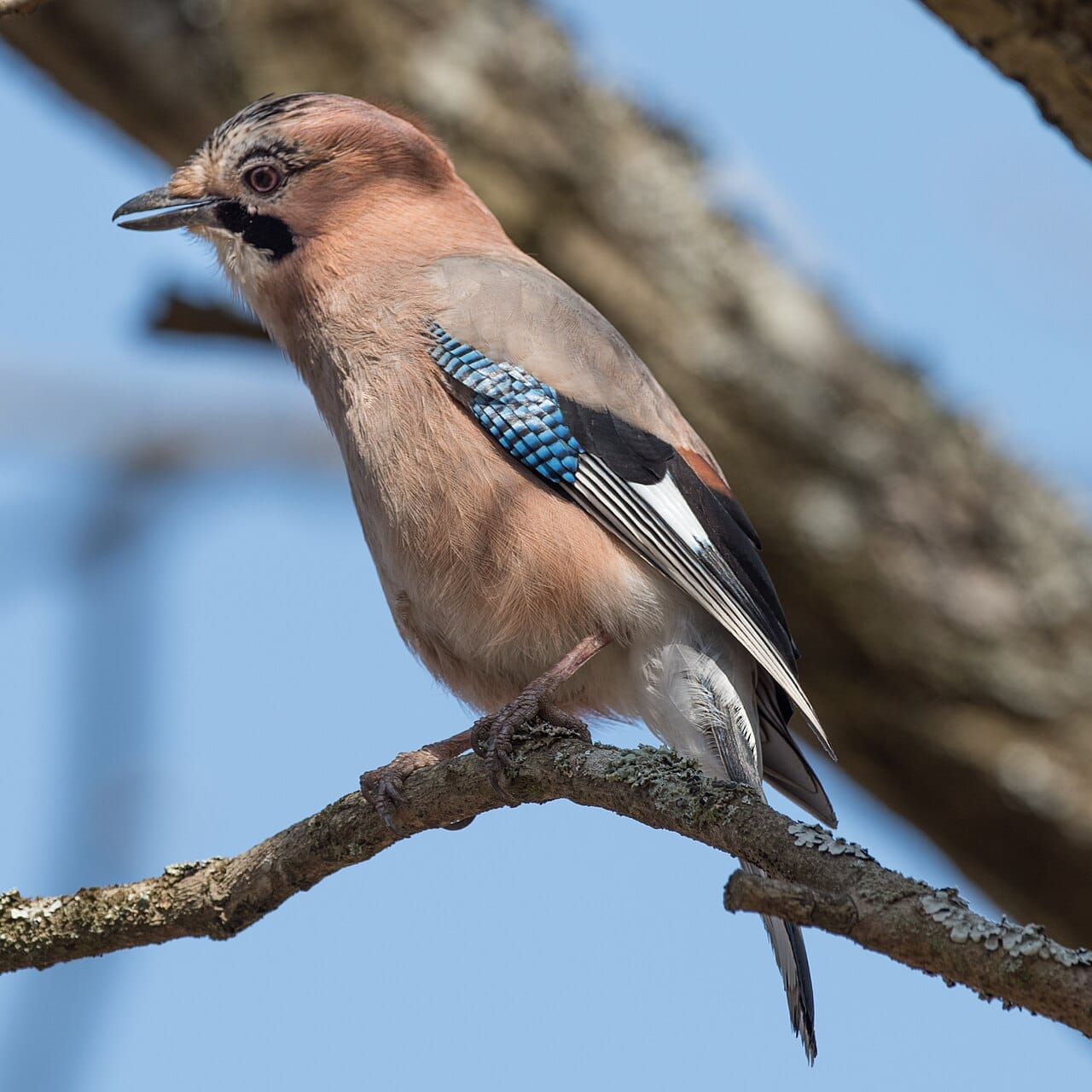 Nötskrika (Garrulus glandarius) — foto