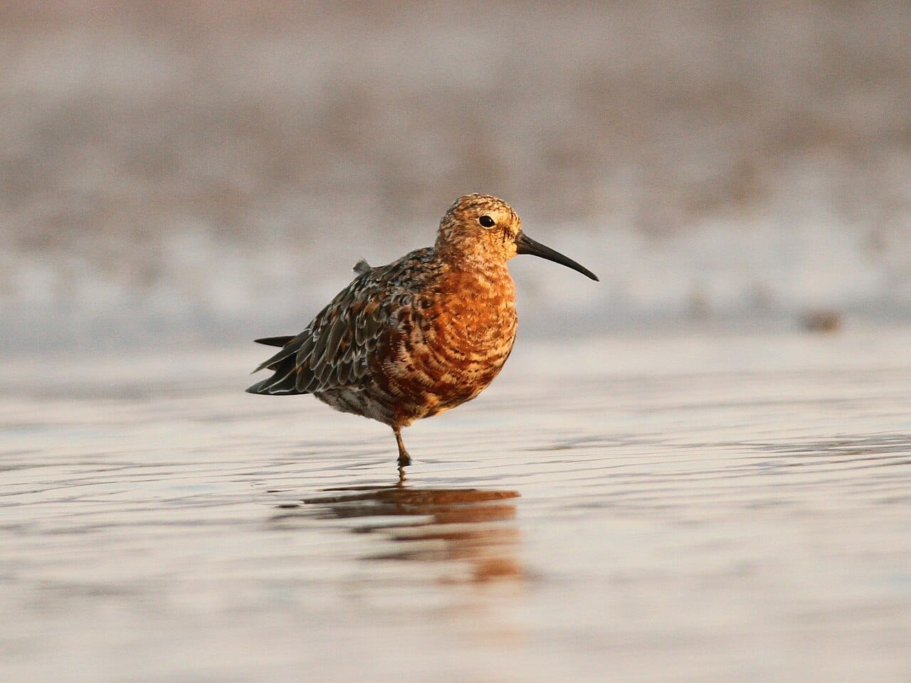 Spovsnäppa (Calidris ferruginea) — foto