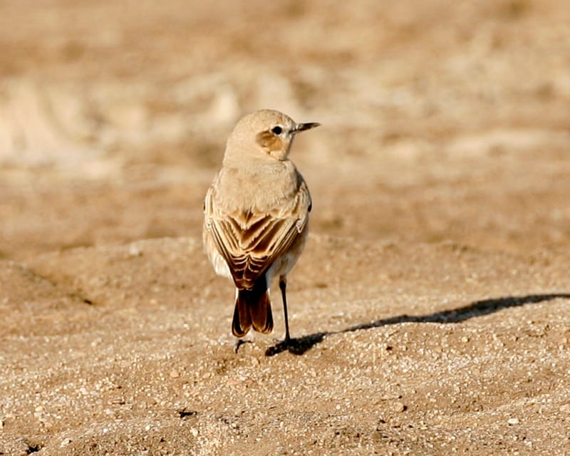 Isabellastenskvätta (Oenanthe isabellina) — foto
