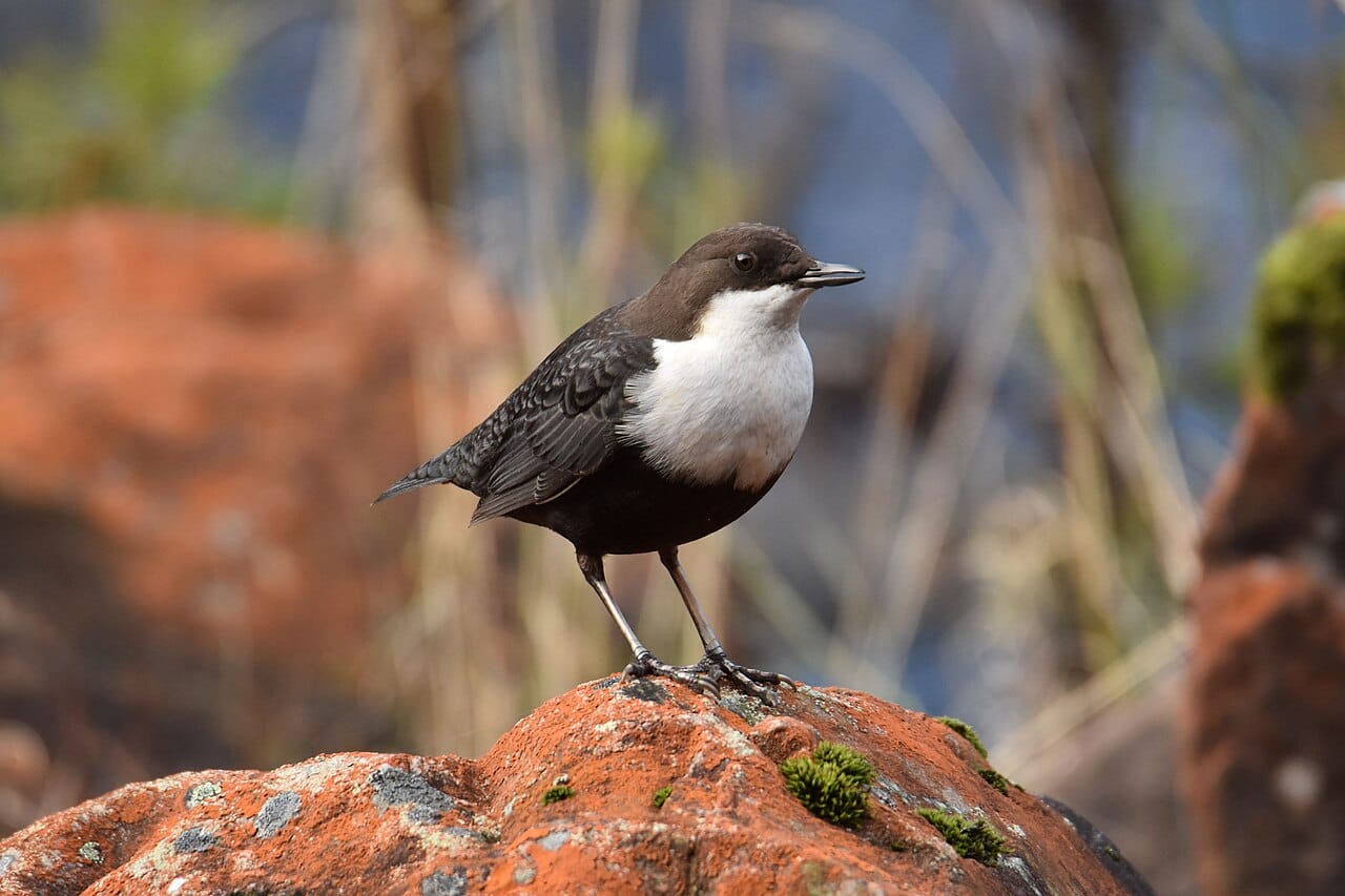 Strömstare (Cinclus cinclus) — foto