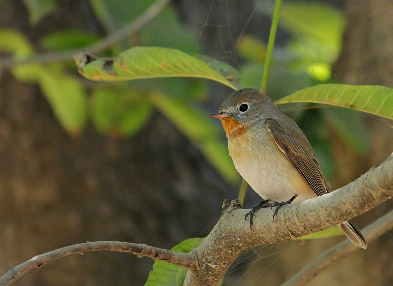 Mindre flugsnappare (Ficedula parva) — foto