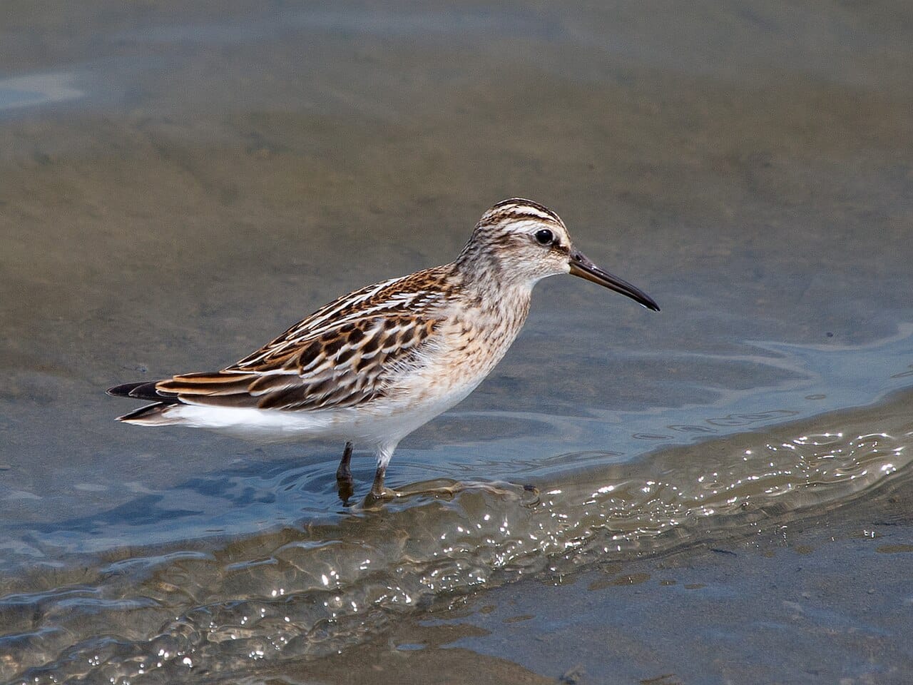 Myrsnäppa (Limicola falcinellus) — foto
