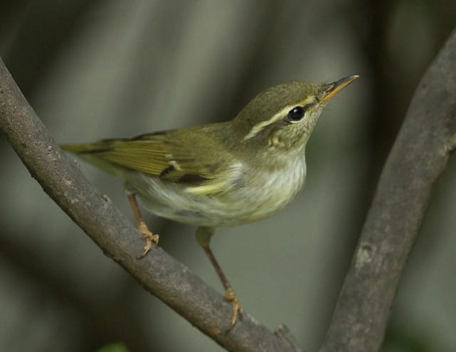 Nordsångare (Phylloscopus borealis) — foto