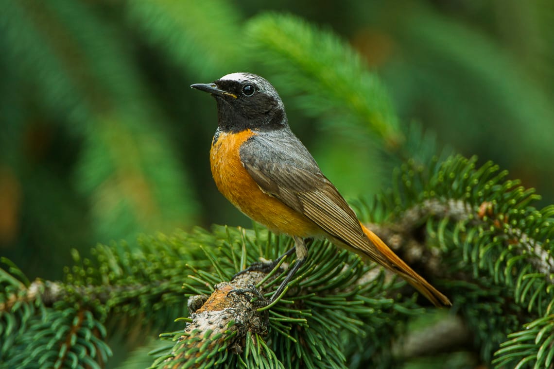 Rödstjärt (Phoenicurus phoenicurus) — foto