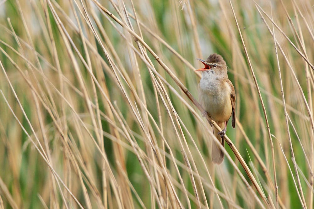 Trastsångare (Acrocephalus arundinaceus) — foto
