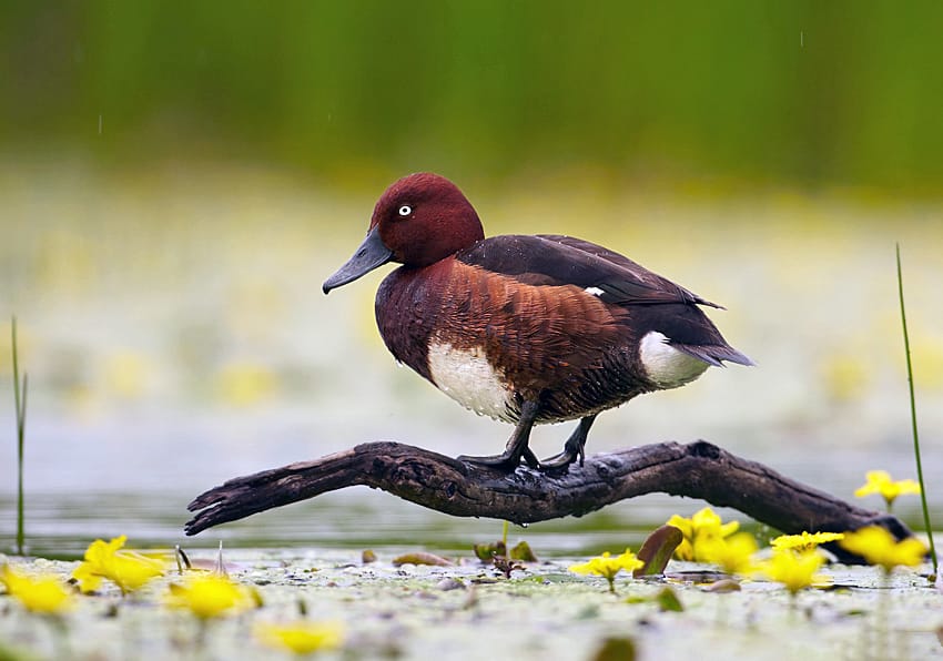 Vitögd dykand (Aythya nyroca) — foto