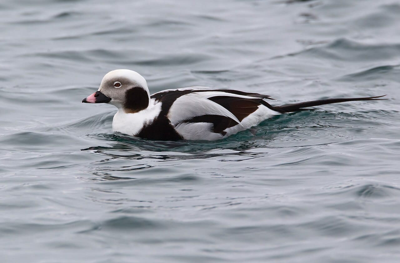 Alfågel (Clangula hyemalis) — foto