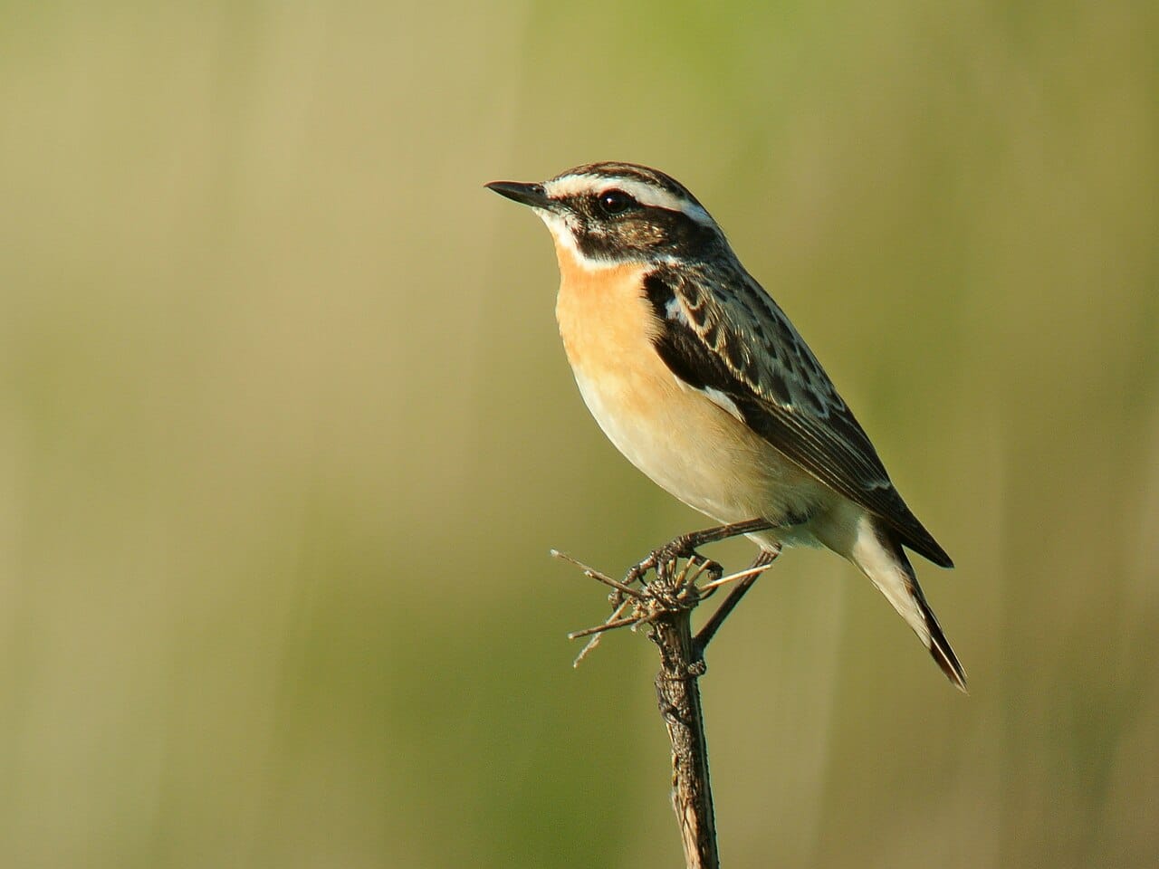 Buskskvätta (Saxicola rubetra) — foto