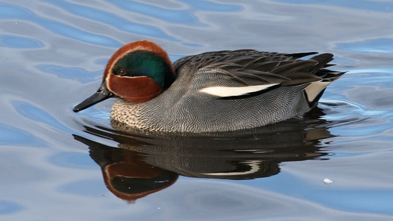 Kricka (Anas crecca) — foto